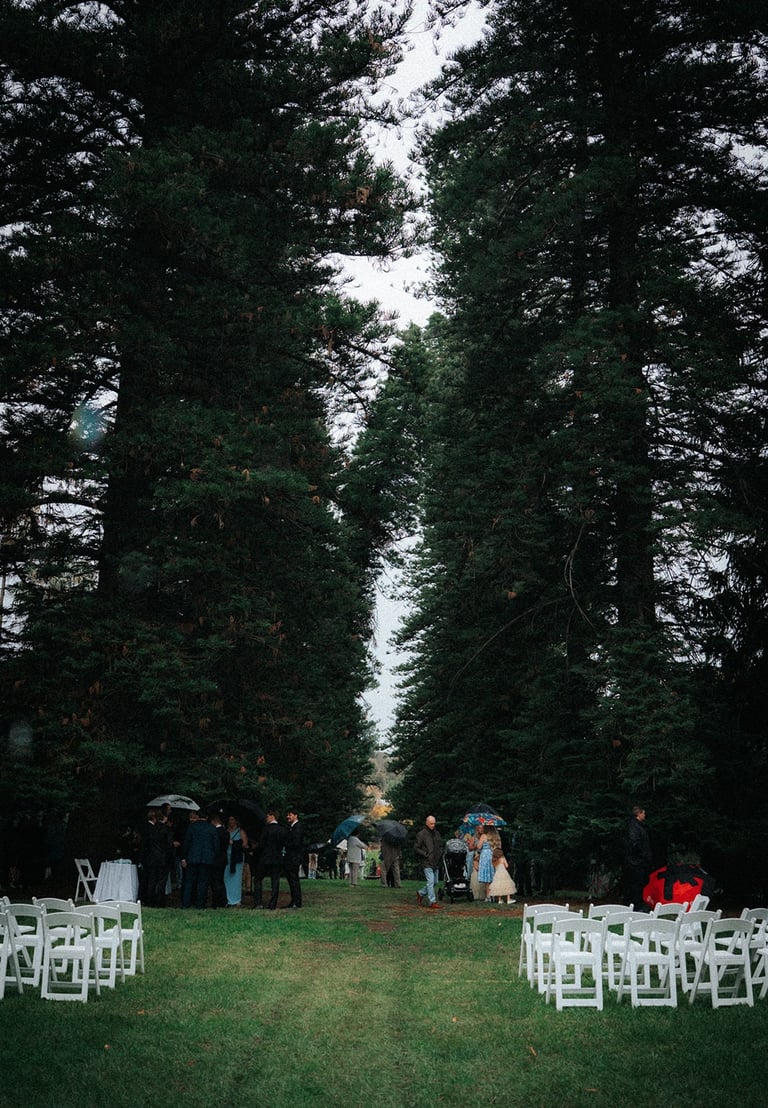 Wedding ceremony beneath towering pines at Araucaria Avenue Adelaide