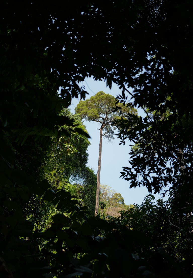 Framed by dense green foliage, a lone tall tree rises against a pale blue sky - By ACAT Photos
