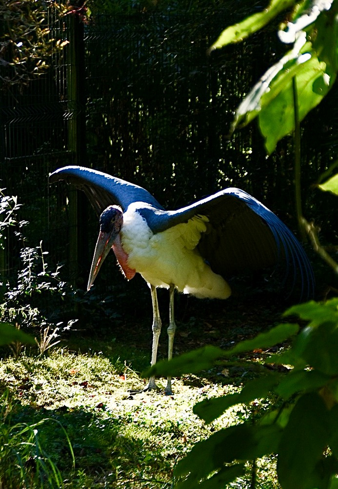 Marabout d'Afrique au ZooParc de Beauval