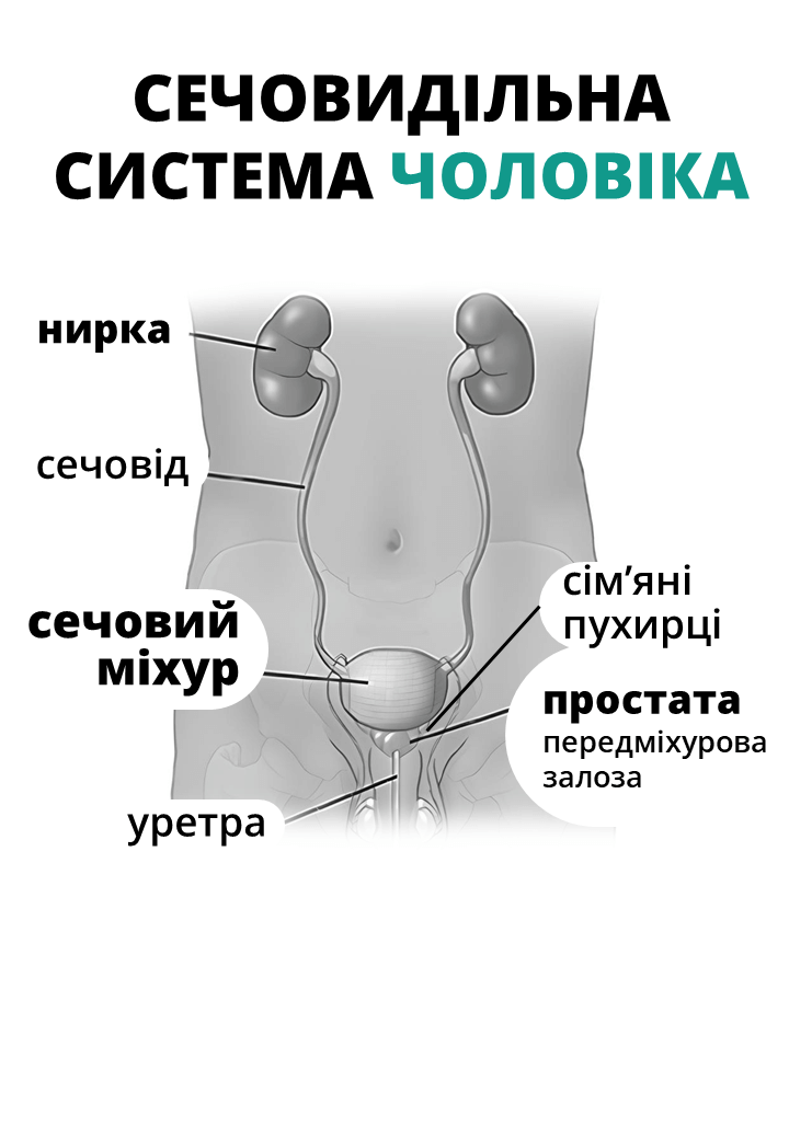 сечовидільна система, простата