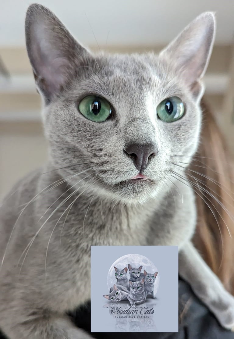 bleu russe chat - russian blue cat