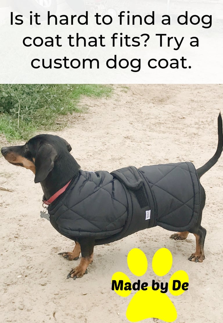 Dachshund wearing a well fitted quilted dog coat