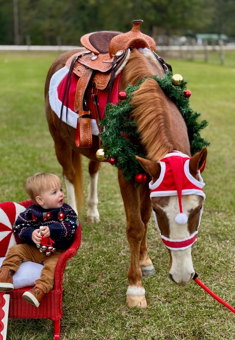 A very little toddler in wonder of Snickers the Santa pony