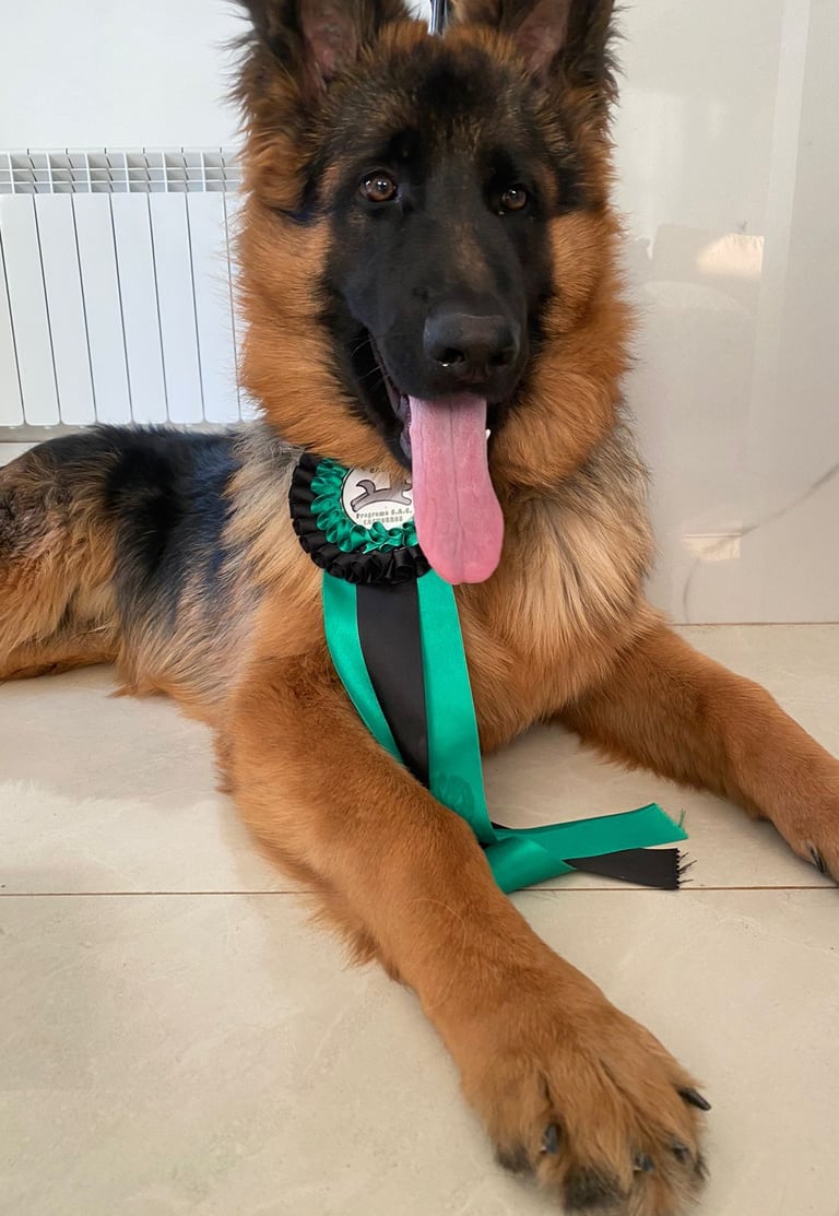 taller de cachorros certificados por un profesional