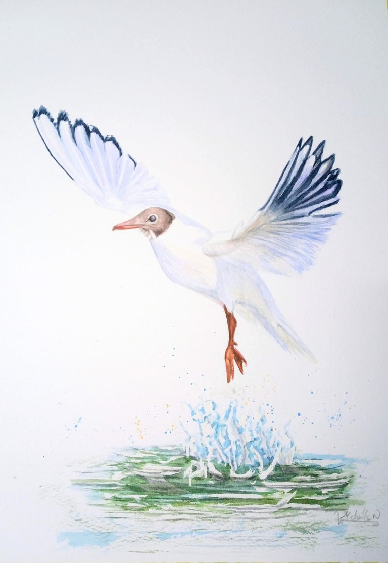 Black headed gull, original painting