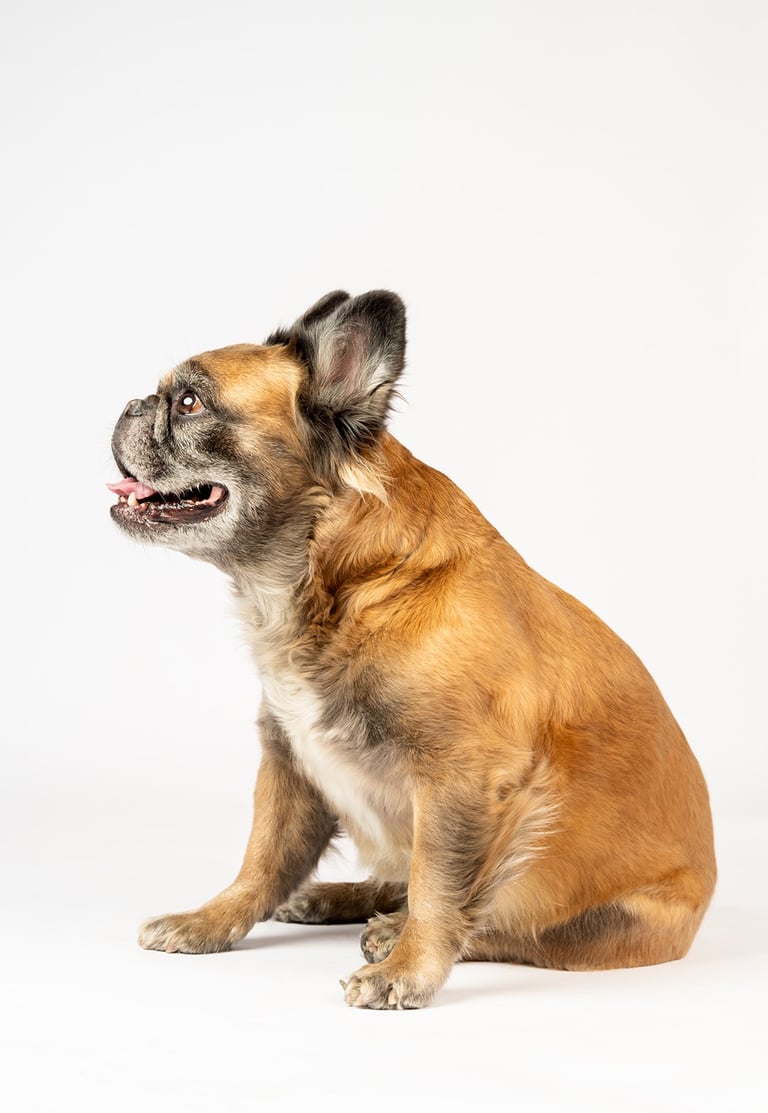 pneuma Fotografia de mascotas en bogota, foto estudio a Canela una bulldog francés fluffy cafe