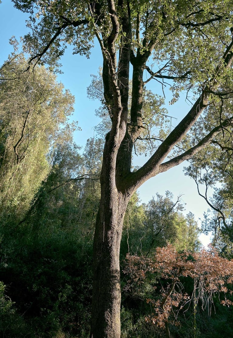 Proyecto fotográfico figurativo de Recuero que reflexiona sobre identidad y transexualidad.