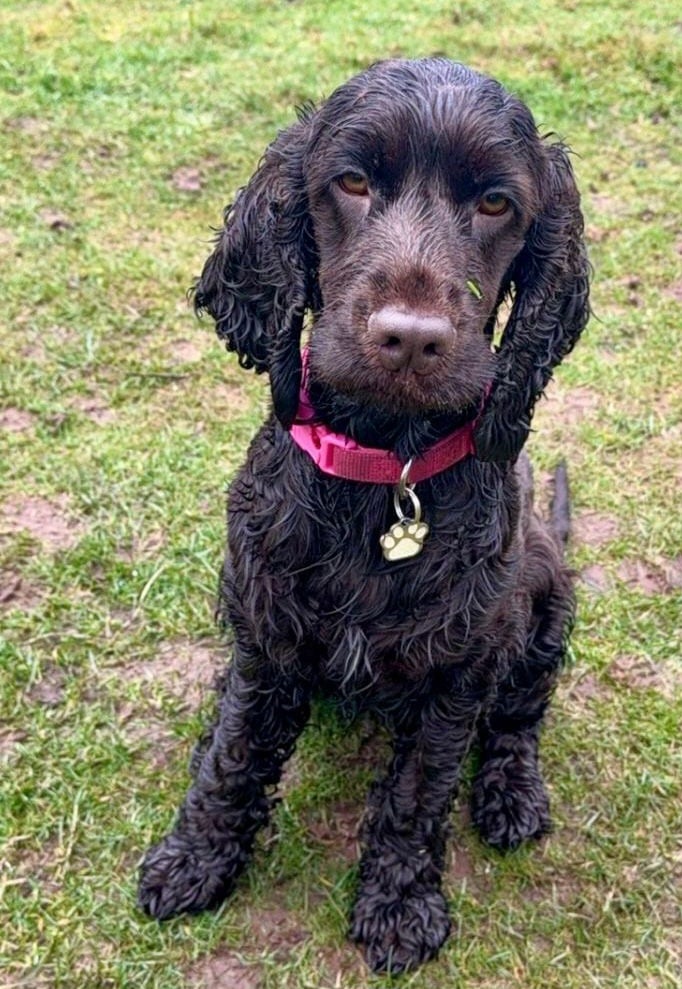 Photo of Mandy's dog Wilma