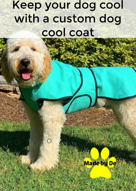 A doodle wearing a teal dog cool coat with tummy panel