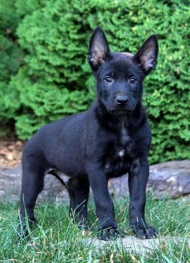 Puppies for Sale 