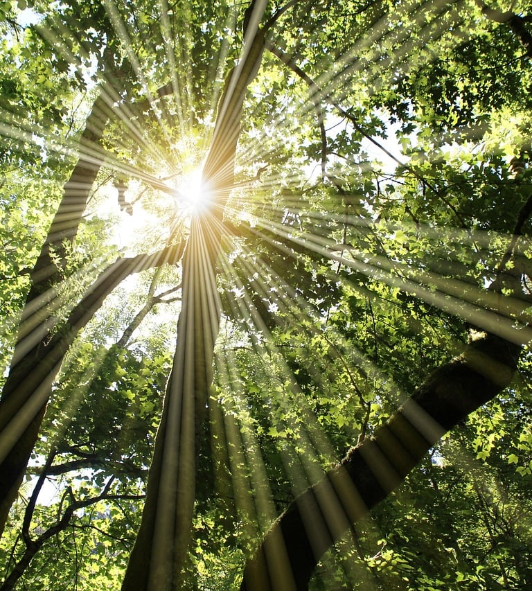 Photo de rayons de soleil qui passent entre des arbres