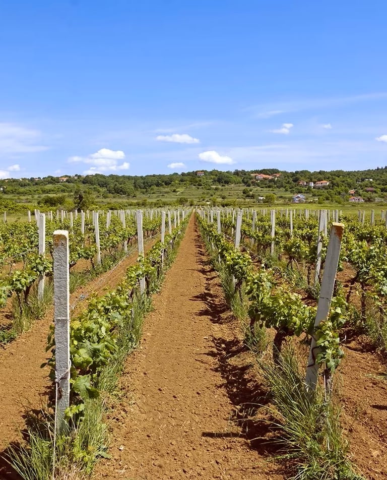 vineyard-tolj-herzegovina