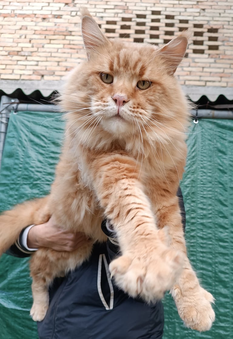 A large red Maine Coon cat with long fur and tufted ears being held by its owner.