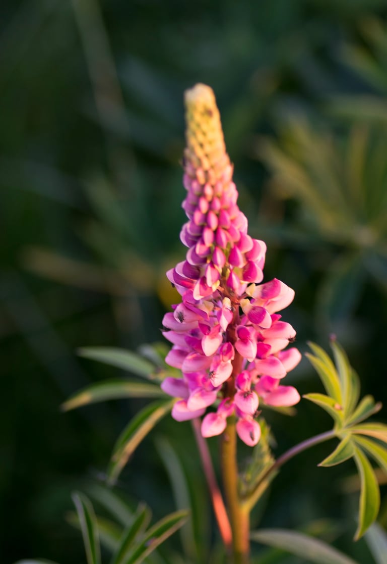 a pink flower with a green leafy background