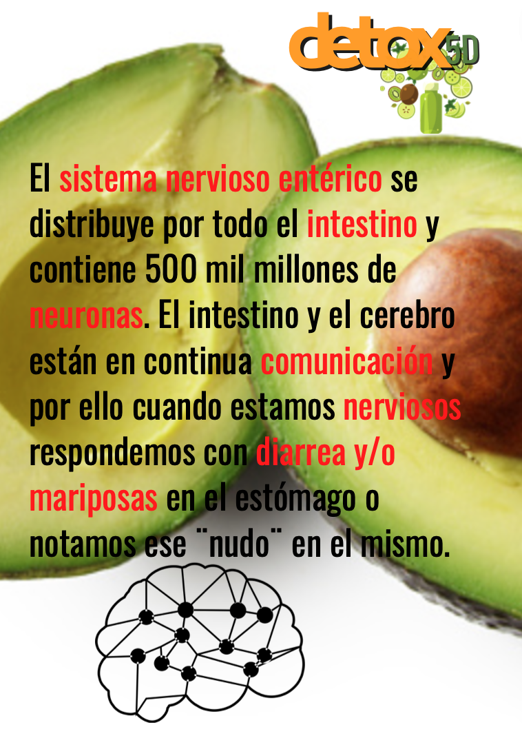 El sistema nervioso enterico se distribuye por todo el intestino