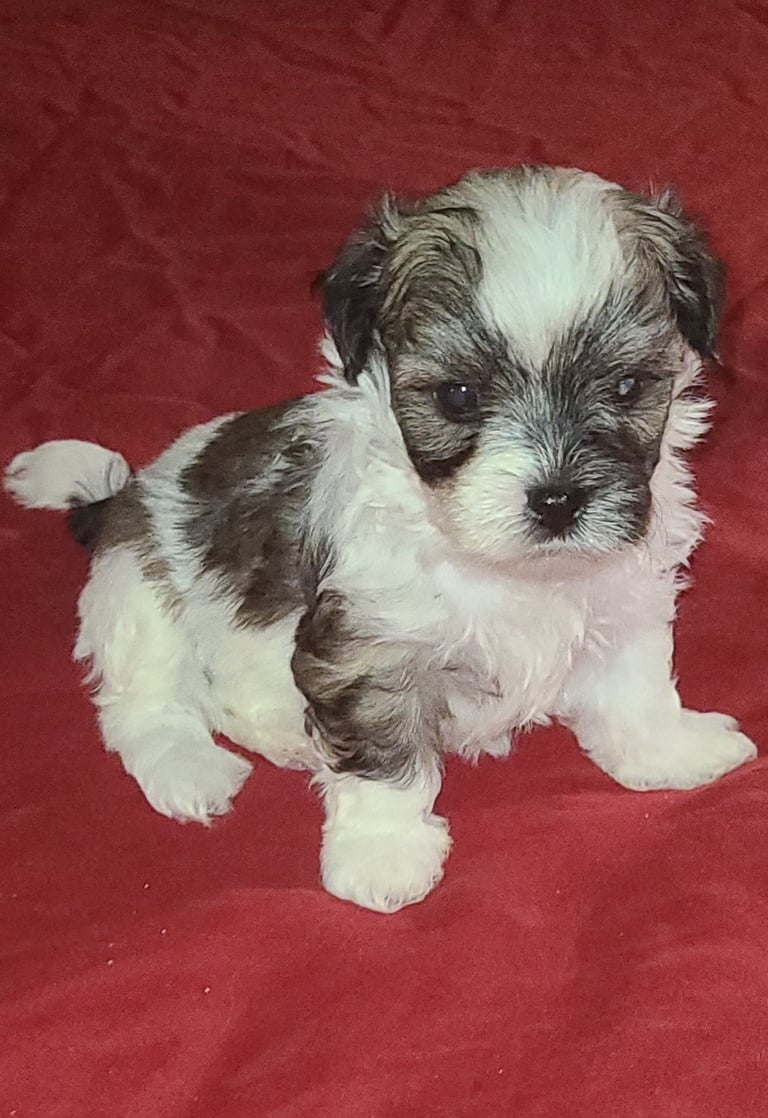 Beautiful Male Mal-Shi Puppy sitting with a red background.