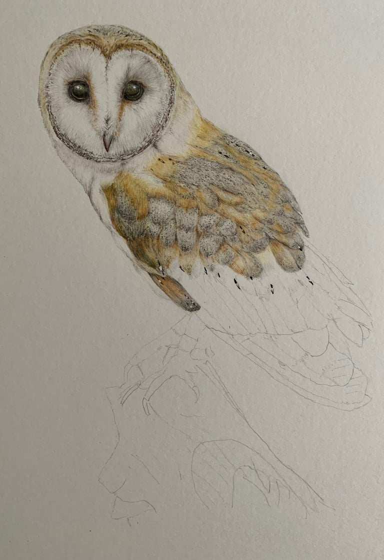 Owl portrait