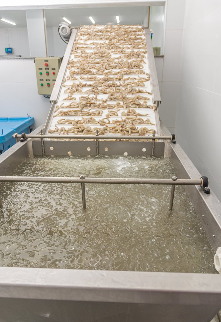 Resfriamento e congelamento rápido de camarões Camarão do Sol