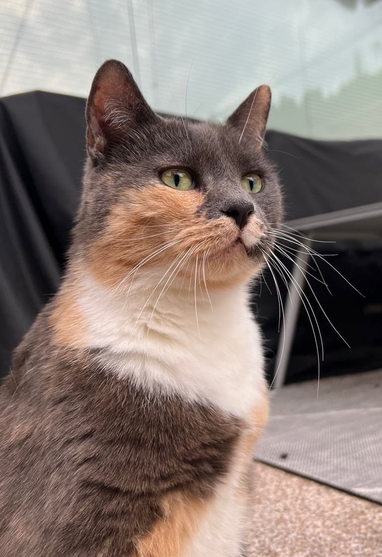 Britisch Kurzhaar Katze bunt - fluffy family 