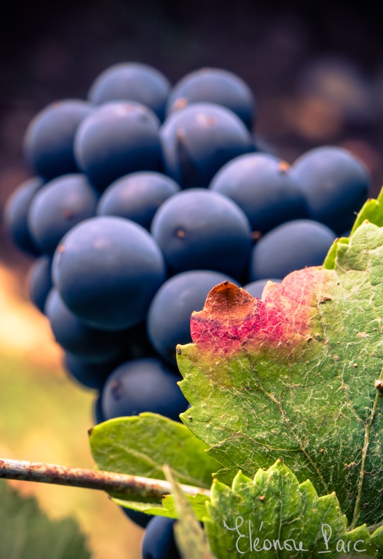 Raisins - Série Baies Divines ref BV-05 ©Eléonore Parc