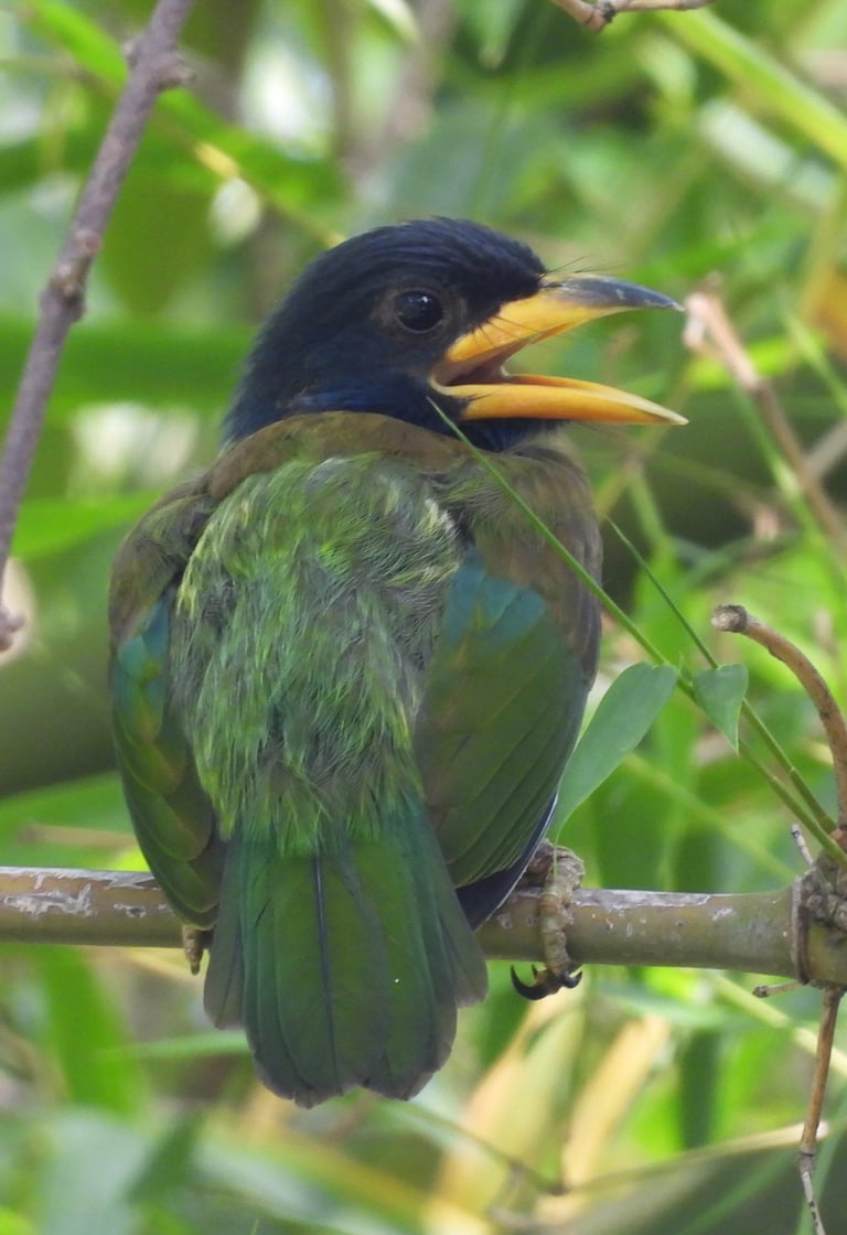 barbet Baby