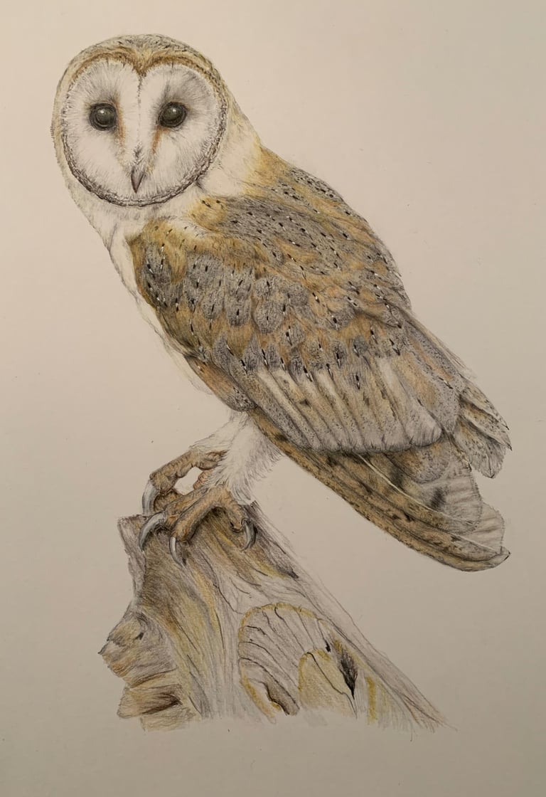 Owl portrait
