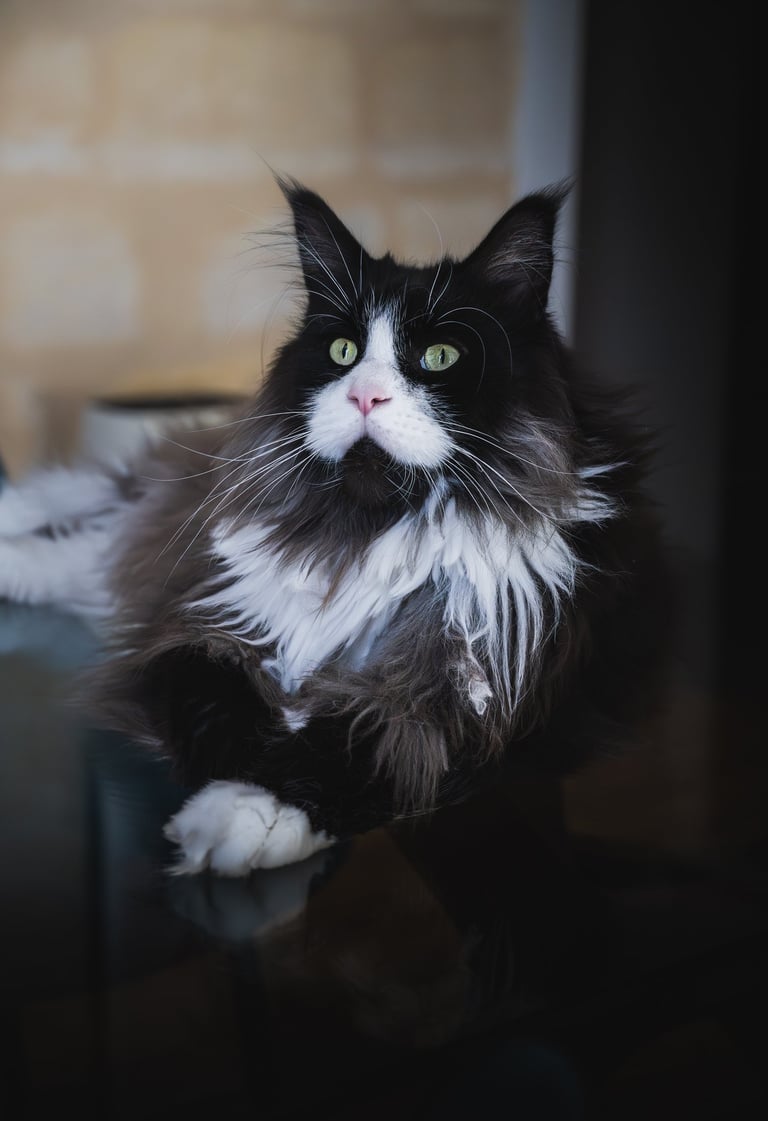 Portrait animalier d’un maine coon noir et blanc aux yeux verts, par Théo Vonderscher