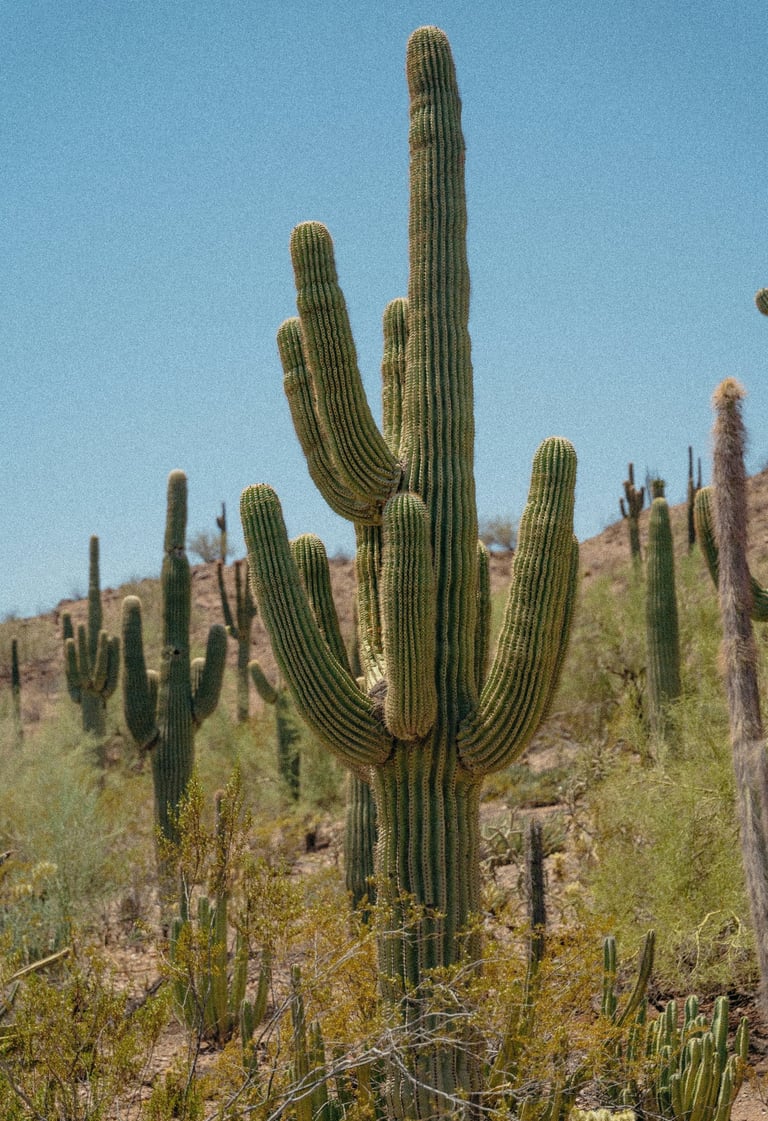giardino di cactus