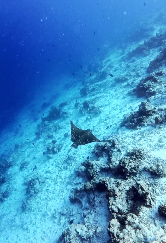 kudadoo maldives snorkelling ray