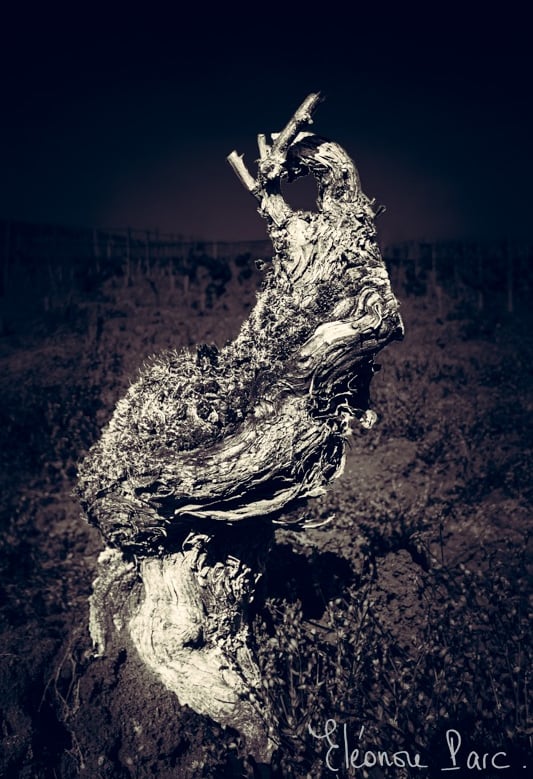 Cep de vigne série Paréidolie Viticole Vigne Centenaire ref VC-09 ©Eléonore Parc