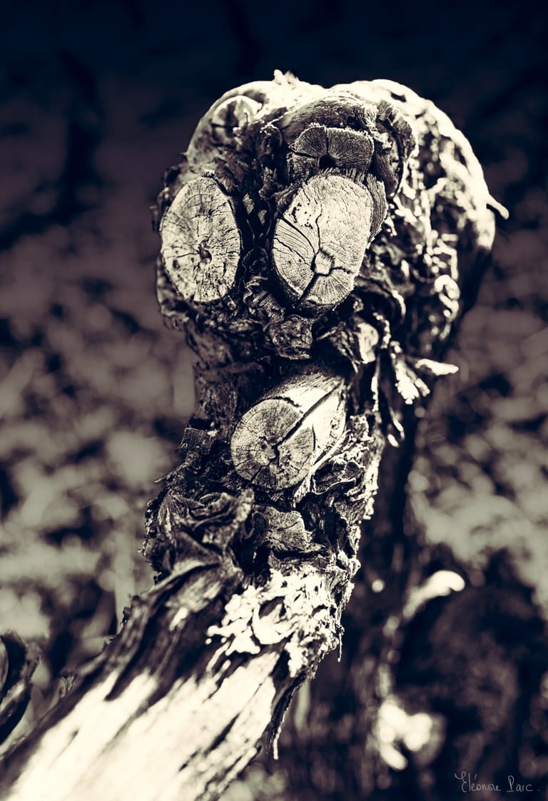 Cep de vigne ancien en posture dynamique, évoquant un personnage fantastique.