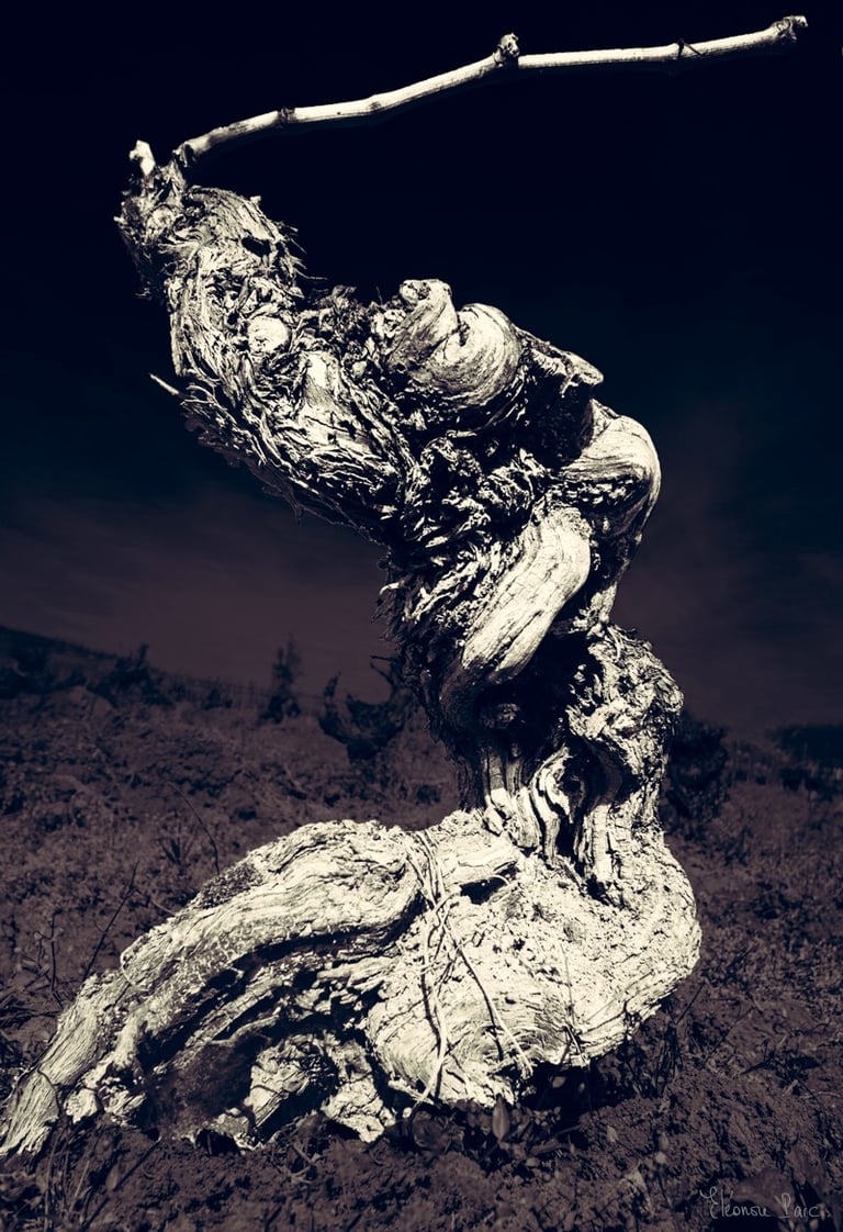 Cep de vigne ancien dressé dans les vignes, silhouette évoquant un être archaïque.