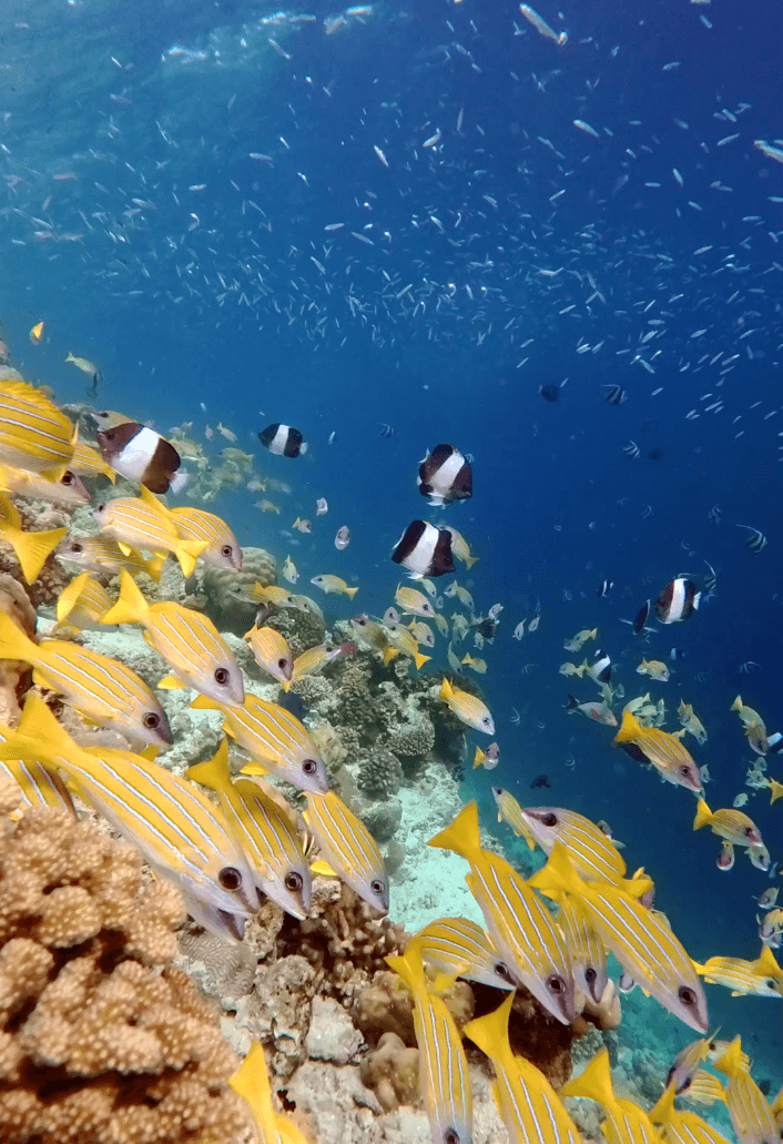 kudadoo maldives snorkelling fish