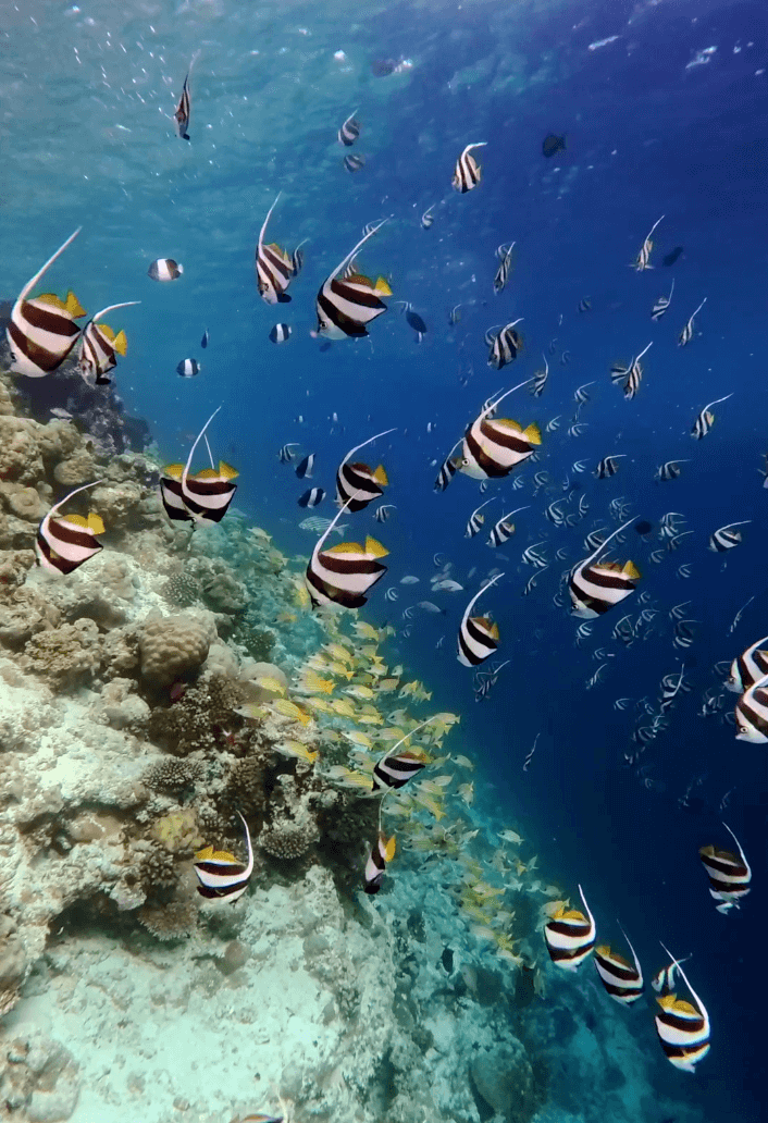 kudadoo maldives snorkelling fish