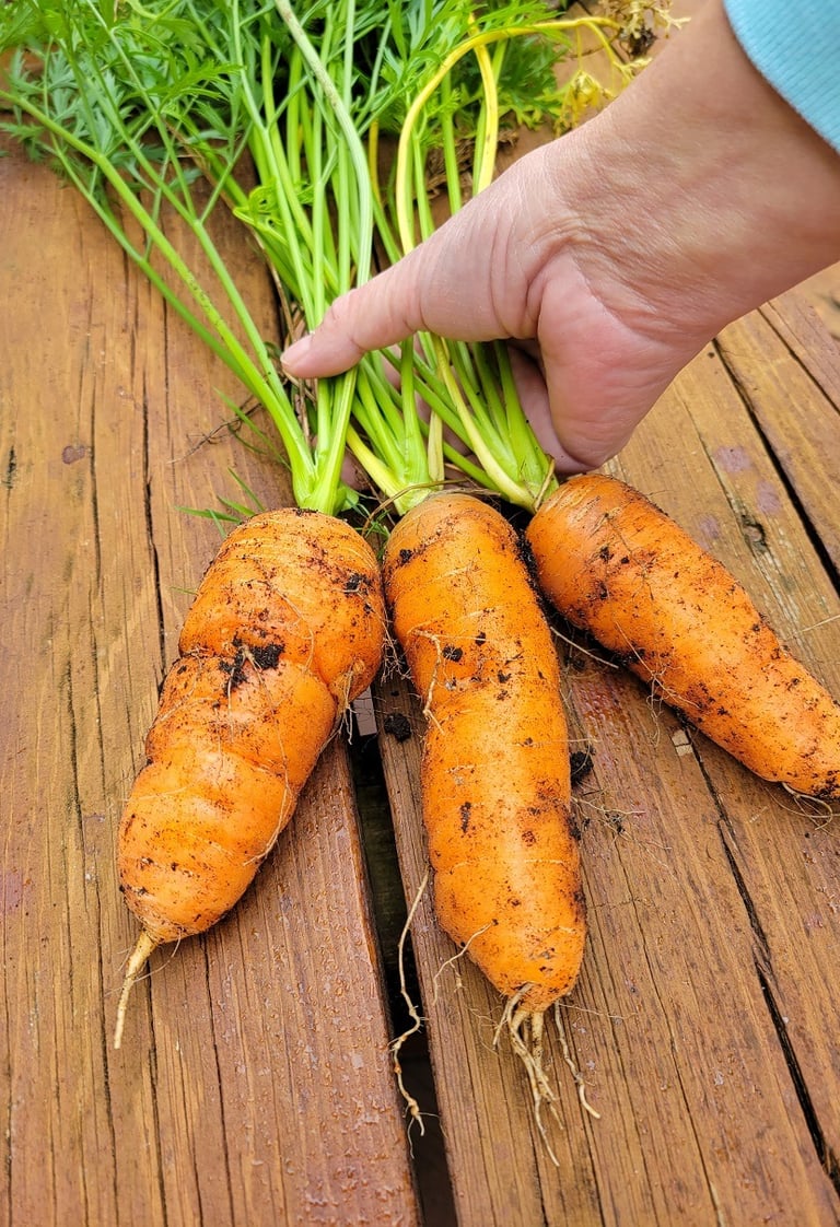 Photo of a hand holding three plump carrots with soil on them.