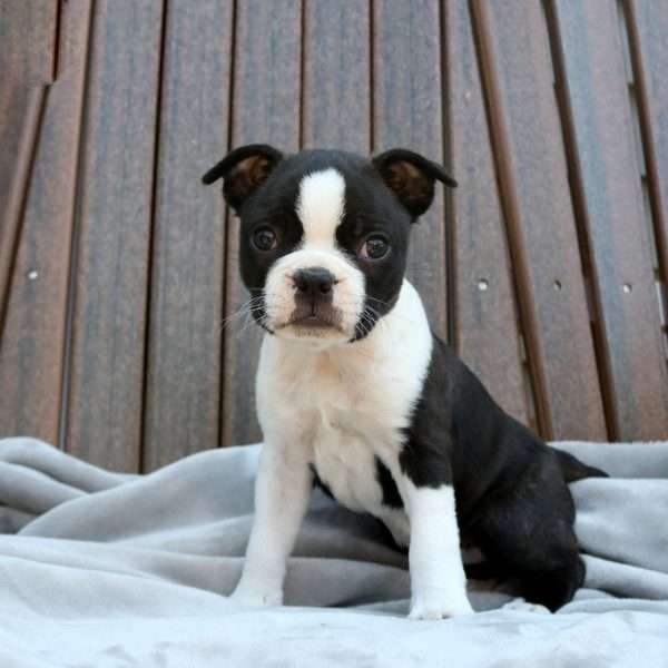 Puppies for Sale 