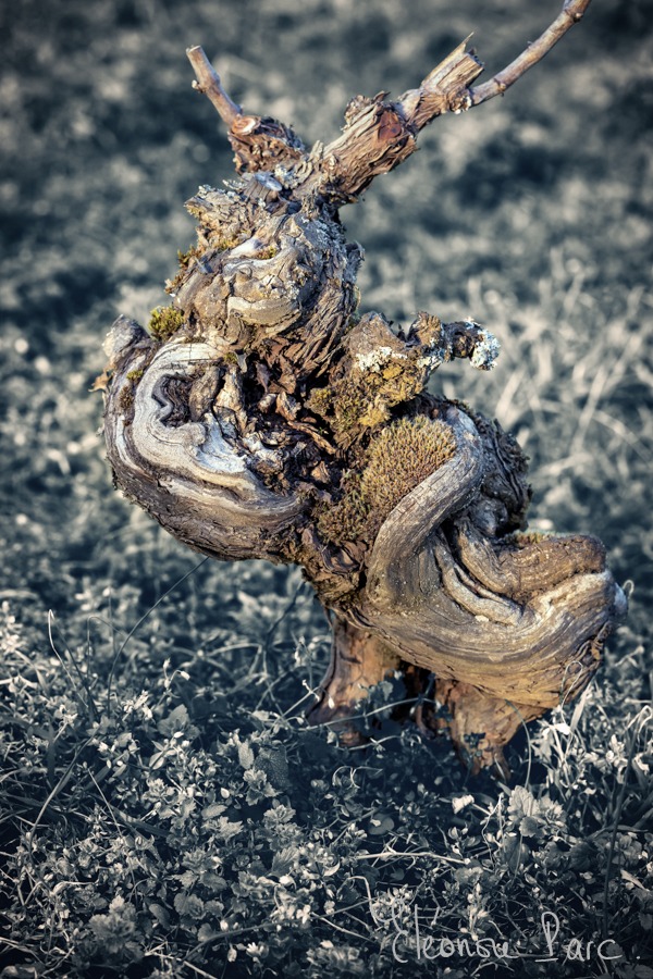 Cep de Vigne série Bestiaire de Ceps ref BC-08 ©Eléonore Parc