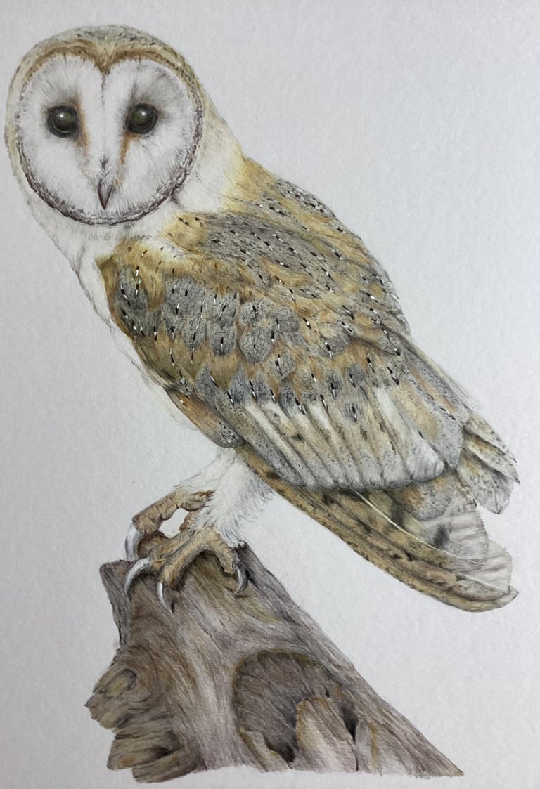 Owl portrait