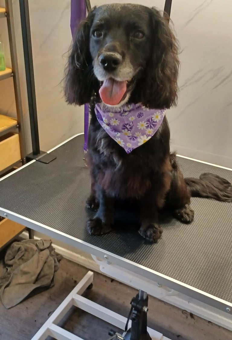 Cocker spaniel on a dog grooming table after being groomed.