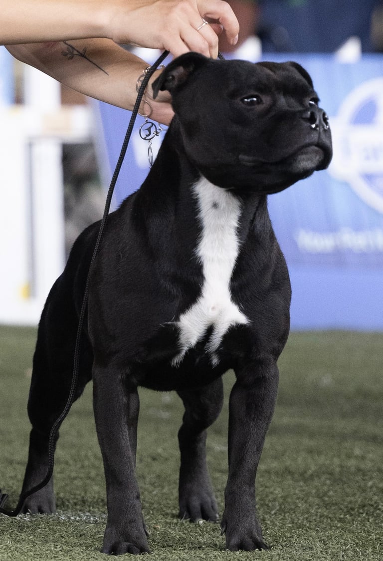 Staffordshire bull terrier in Emilia romagna