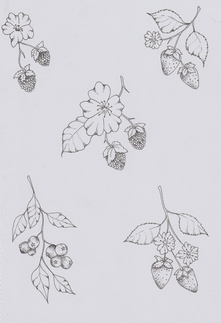 Stippled pen drawings of wild berries: blackberries, strawberries and blueberries.