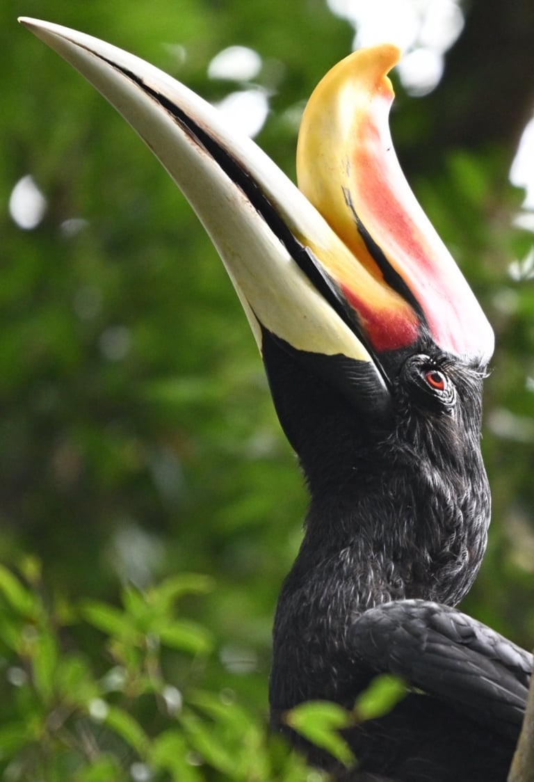2 day jungle trekking in bukit lawang with overnight camping