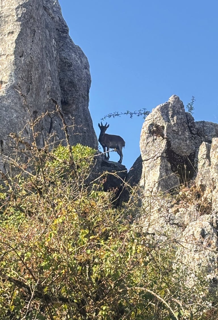 a mountain goat
