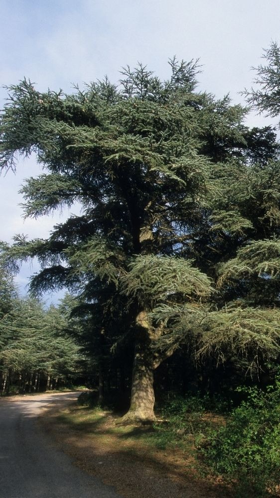 cèdres de l’Atlas