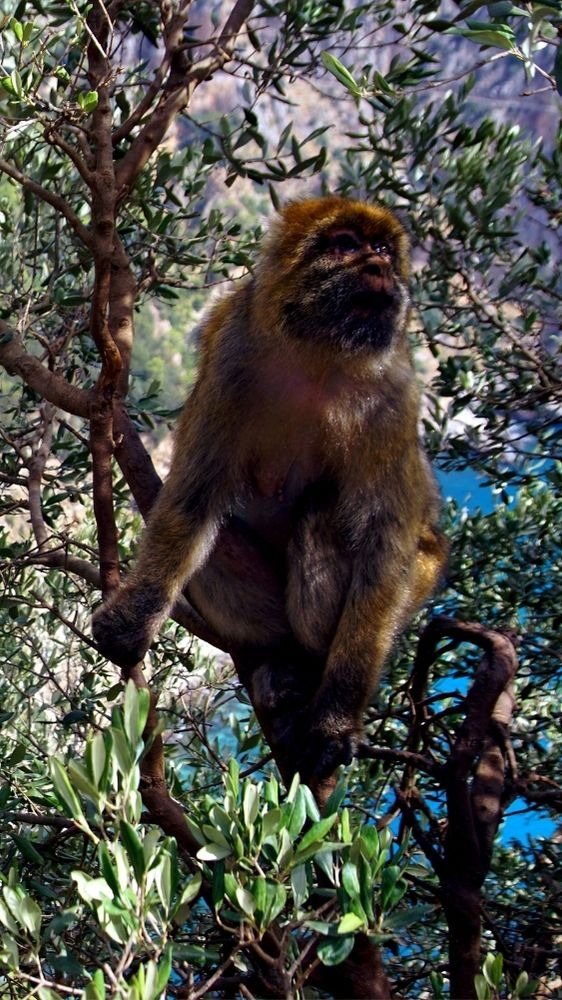 macaque barbes