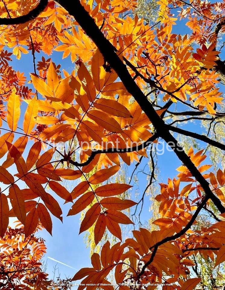 Vibrant orange autumn leaves on a rowan tree branch against a clear blue sky background.