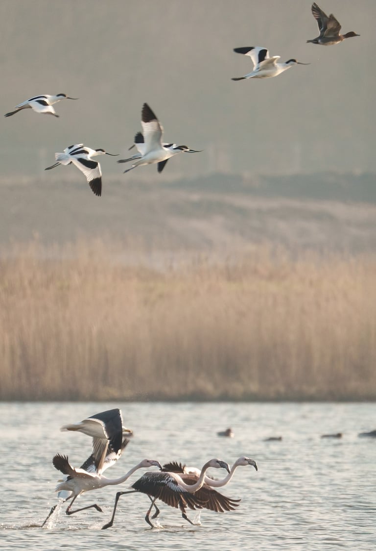 Natuurfotografie, flamingo's in de Nieuwe Driemanspolder