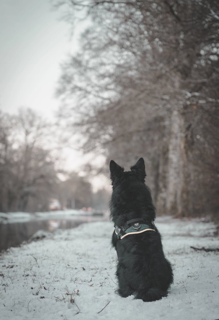 Un chien découvre son univers sous la neige