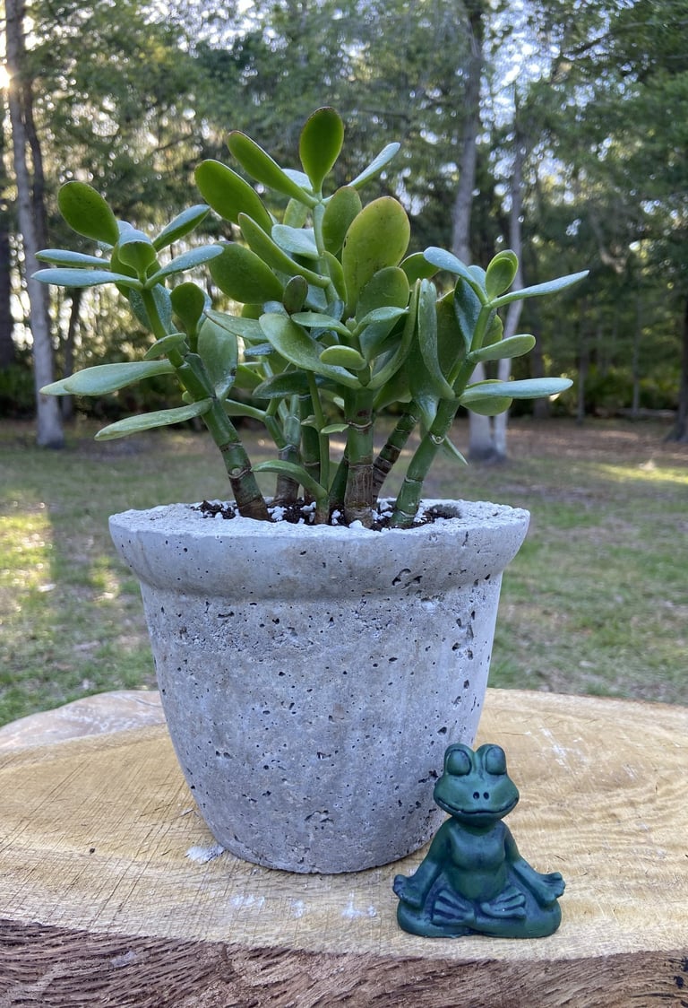 A green jade plant in a rustic concrete pot sitting on a tree stump next to a small meditating frog statue.
