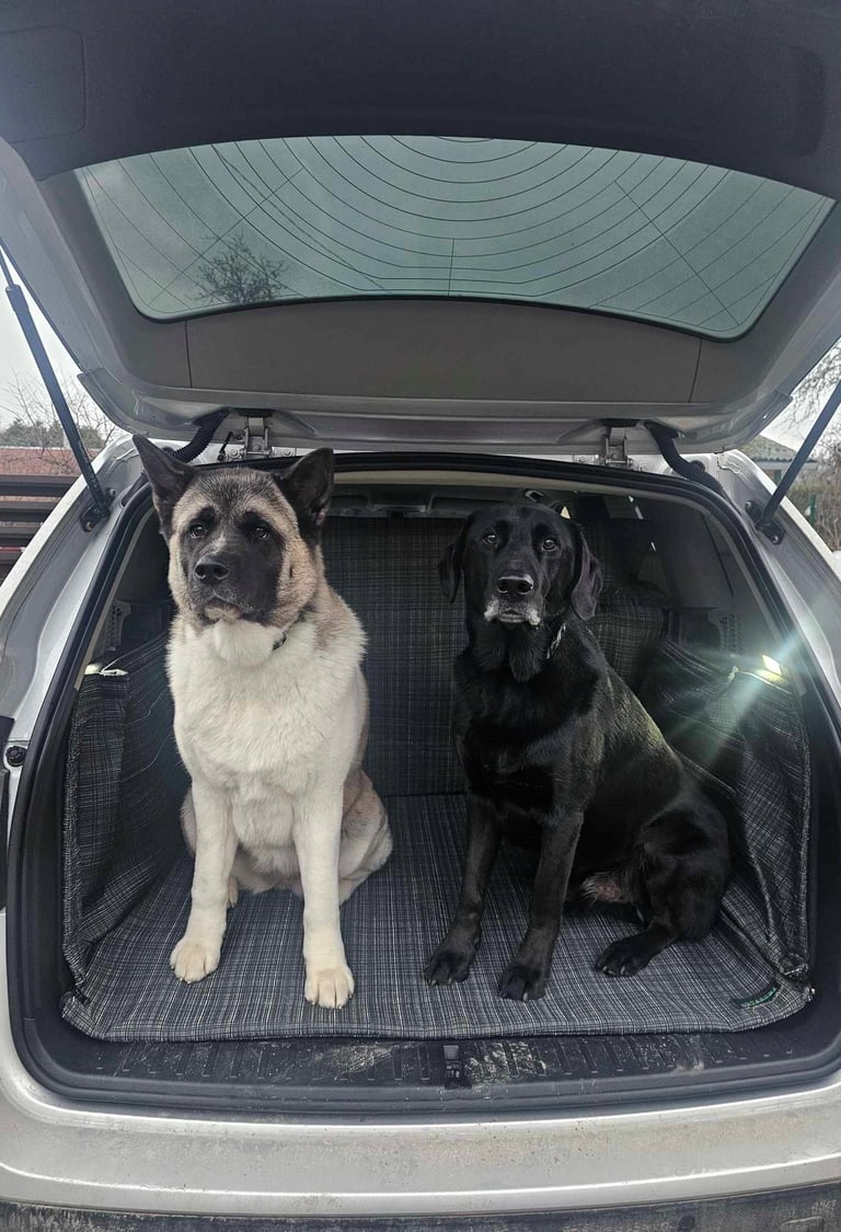 prekės šunims internetu (7)